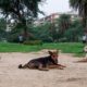 Stray dog crisis in India and why science is key to finding solutions