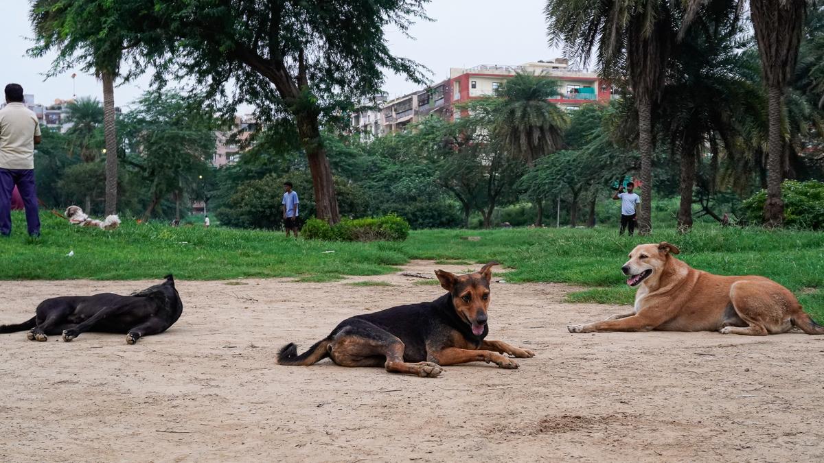 Stray dog crisis in India and why science is key to finding solutions