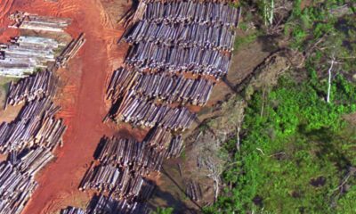 Suriname pledges to shield 90% of forests, far beyond global conservation goal