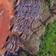 Suriname pledges to shield 90% of forests, far beyond global conservation goal