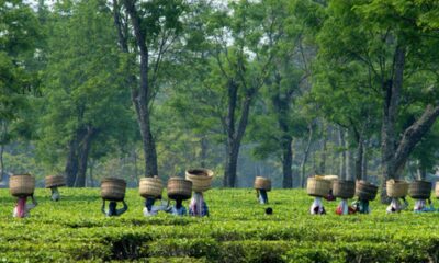 U.S. tariffs likely to hit Indian tea exports, says Indian Tea Association