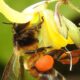 What happens when bees go on strike?