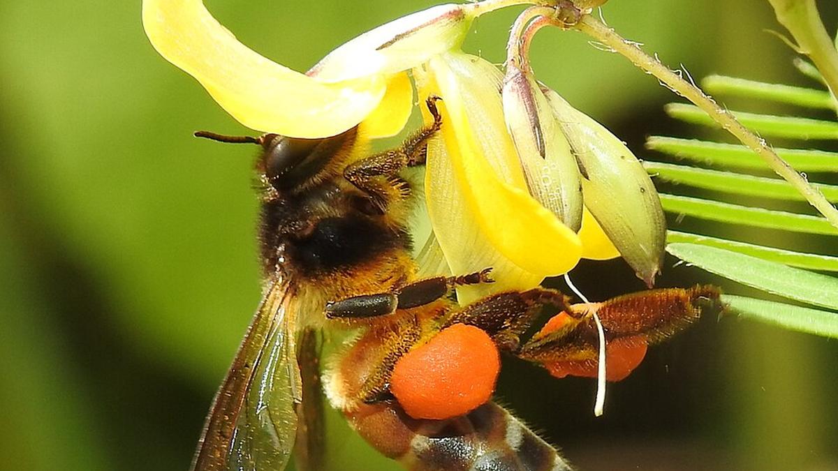 What happens when bees go on strike?