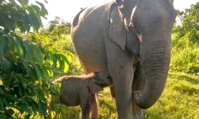 Almost 60% of India’s elephants are in Karnataka, Assam, T.N.