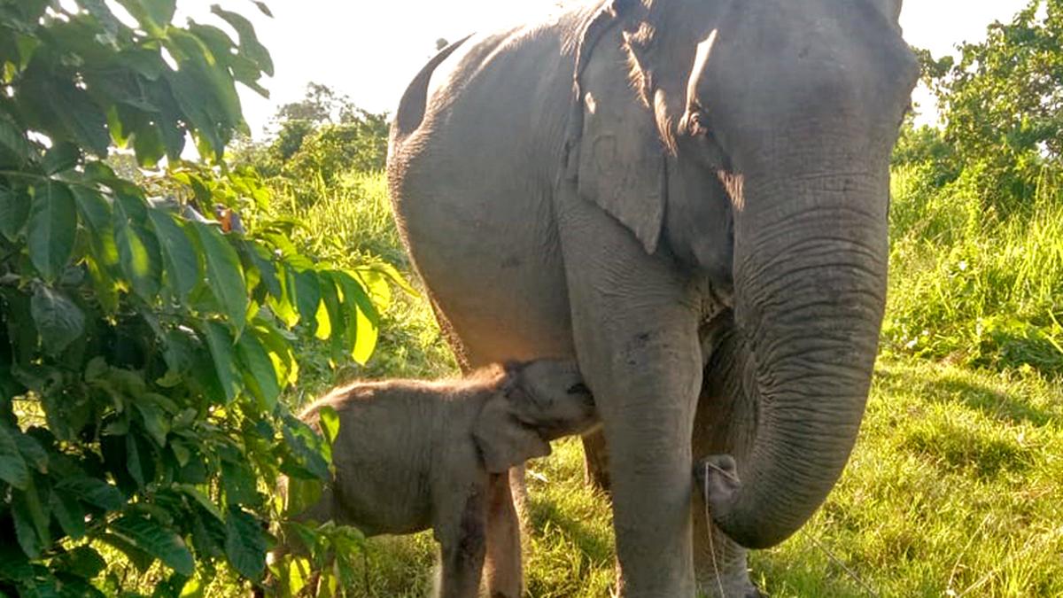 Almost 60% of India’s elephants are in Karnataka, Assam, T.N.