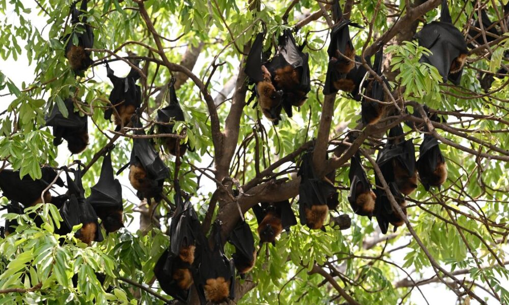 By reusing old genes, bats became the only mammals able to fly