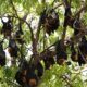 By reusing old genes, bats became the only mammals able to fly