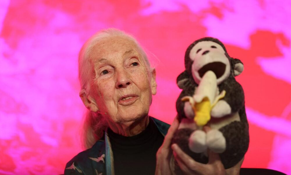 Daily Quiz | On Jane Goodall