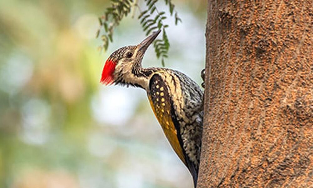 How do woodpeckers protect their brains?