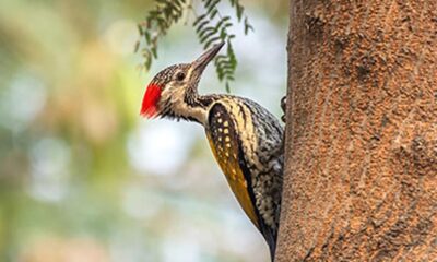 How do woodpeckers protect their brains?