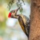 How do woodpeckers protect their brains?