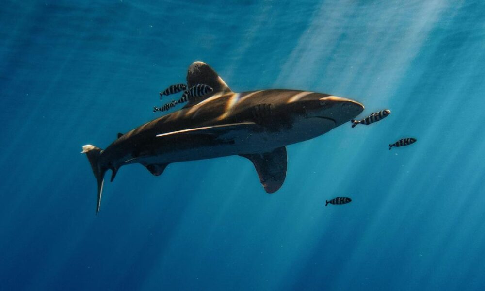 Humans have fingers because fish needed cloaca
