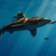 Humans have fingers because fish needed cloaca