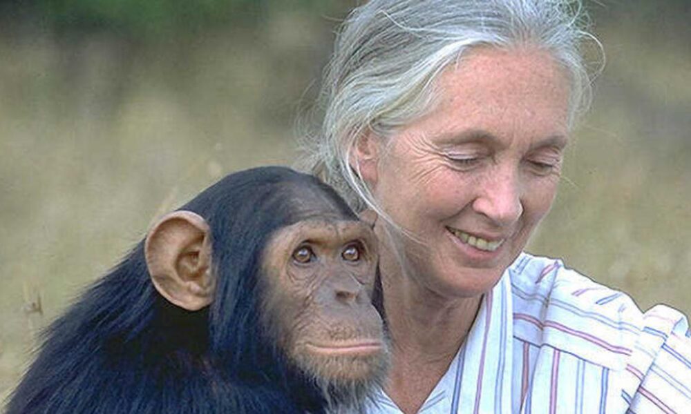 In Focus Podcast | Naming chimps, making room: Jane Goodall’s wild legacy for women in science