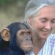 In Focus Podcast | Naming chimps, making room: Jane Goodall’s wild legacy for women in science