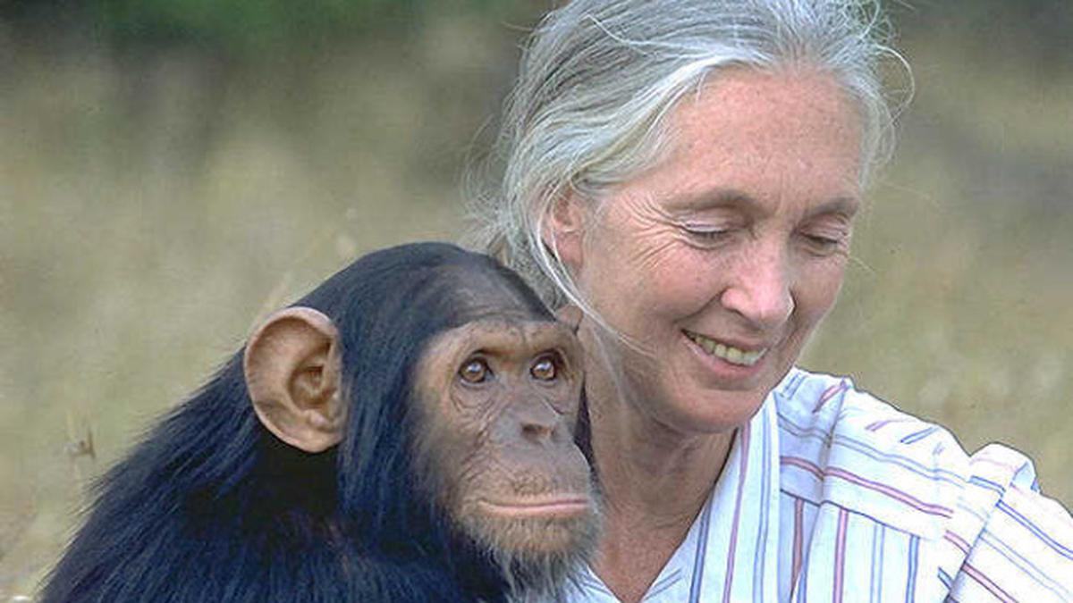 In Focus Podcast | Naming chimps, making room: Jane Goodall’s wild legacy for women in science