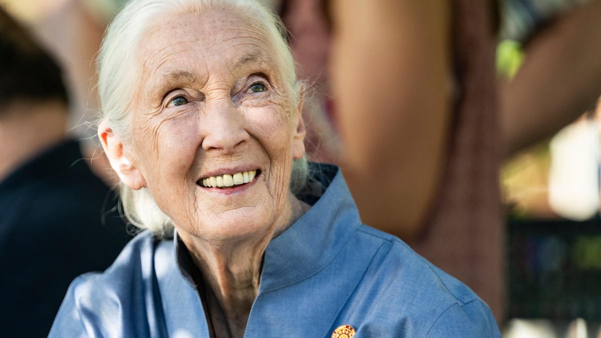 Jane Goodall: the scientist who gave chimps names, not numbers