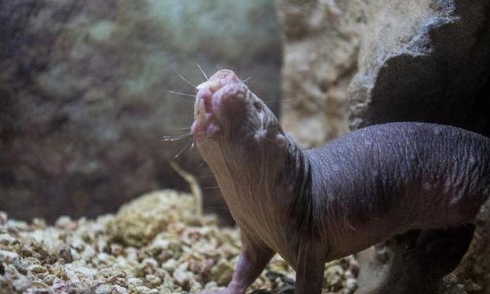 Just four mutations help naked mole rats fix DNA and live longer