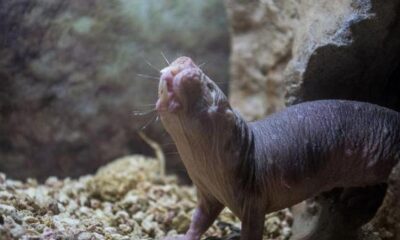 Just four mutations help naked mole rats fix DNA and live longer