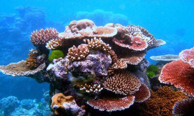 Philippines pioneers coral larvae cryobank to protect threatened reefs