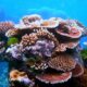 Philippines pioneers coral larvae cryobank to protect threatened reefs