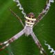 Puzzling spider web decorations revealed to boost prey detection