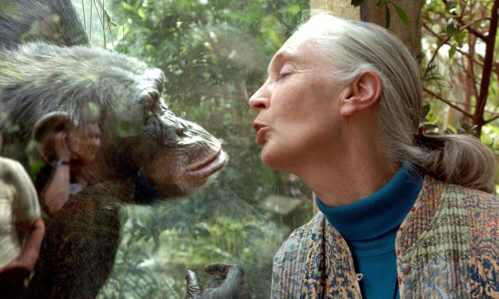 Remembering primatologist Jane Goodall, who should have got the Nobel Peace Prize
