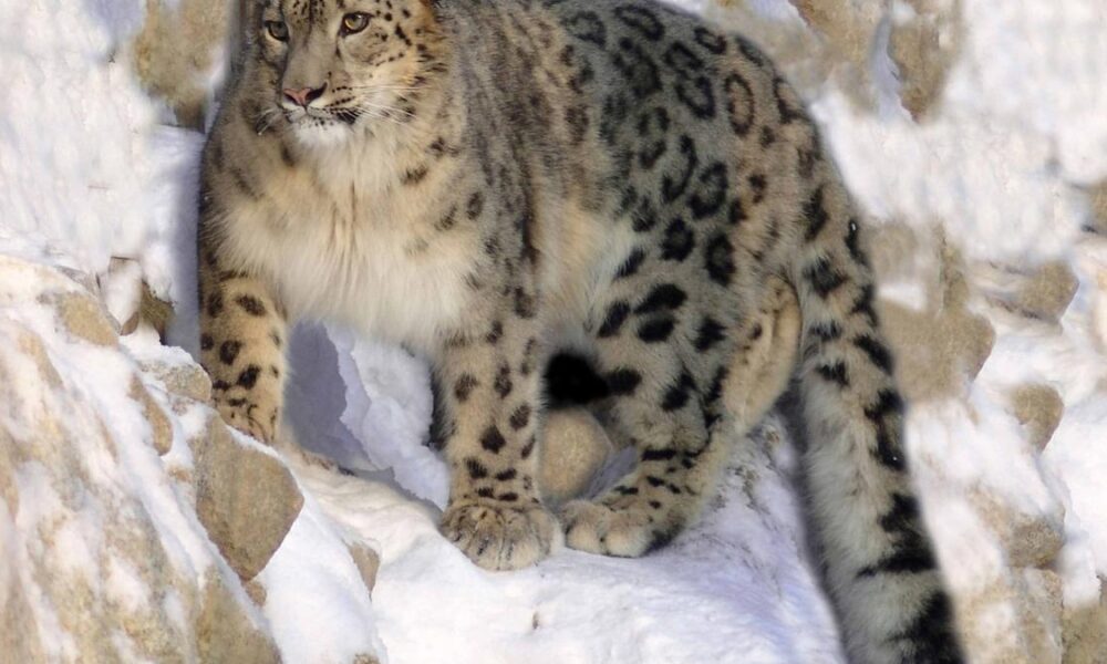 Snow leopards are the world’s least genetically diverse big cat