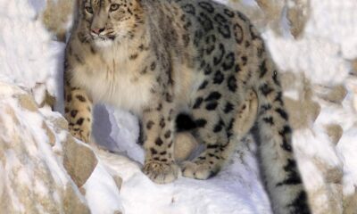 Snow leopards are the world’s least genetically diverse big cat