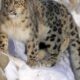 Snow leopards are the world’s least genetically diverse big cat