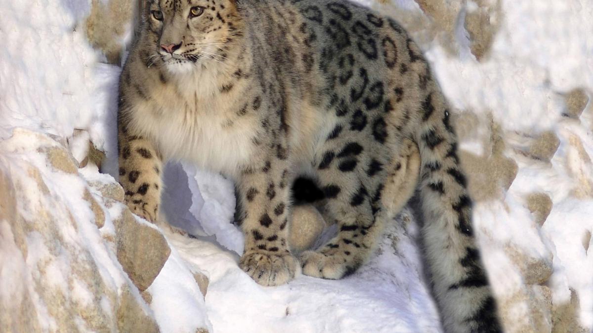 Snow leopards are the world’s least genetically diverse big cat