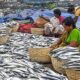 To counter trade ban, fisheries sector eyes new markets with eco-friendly label