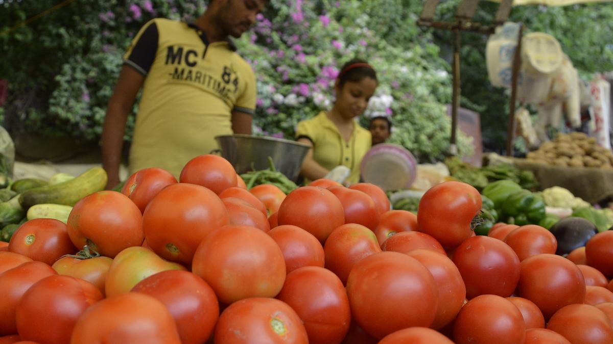 What are nightshades?