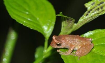 13 new amphibians recorded from northeast