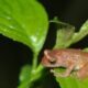 13 new amphibians recorded from northeast
