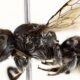 Australian scientists discover new 'lucifer' bee with devil-like horns