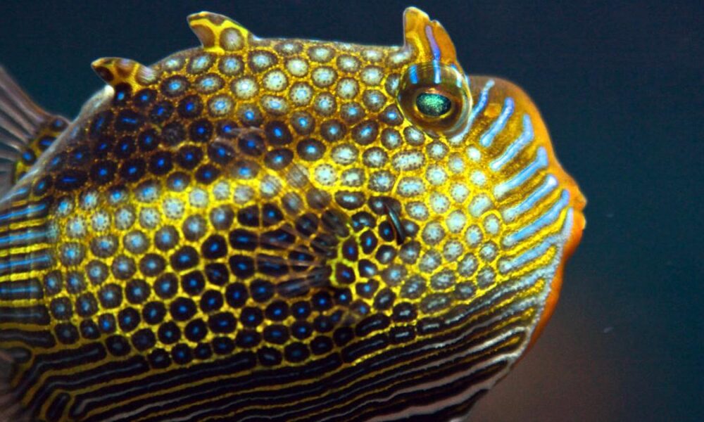 Cell sizes, clumping finally explain how animals form sharp patterns