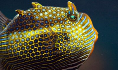Cell sizes, clumping finally explain how animals form sharp patterns