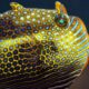 Cell sizes, clumping finally explain how animals form sharp patterns