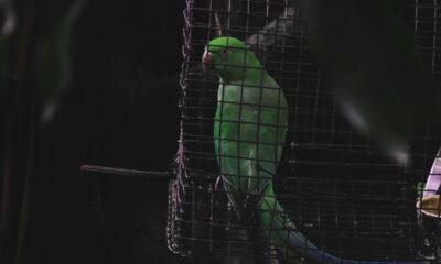 Do animals have mental health problems?