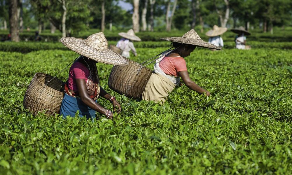 For Assam tea, erratic climate and stagnant prices present a crisis