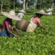 For Assam tea, erratic climate and stagnant prices present a crisis