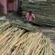 Fossil evidence of bamboo thorniness during Ice Age found in Manipur