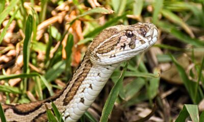 High costs, poor training deepen India’s stinging snakebite toll