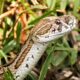 High costs, poor training deepen India’s stinging snakebite toll