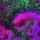 How groundbreaking new brain atlases capture development in motion