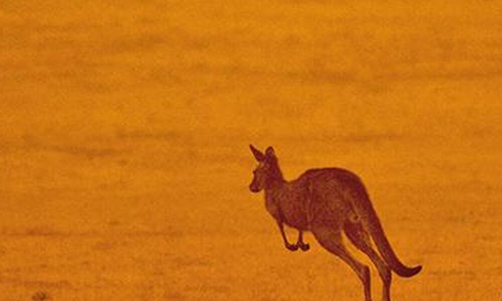 Is posture how kangaroos can speed up without burning more energy?