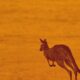 Is posture how kangaroos can speed up without burning more energy?