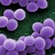 New physics-based model shows healthy guts resist microbial chaos