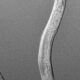 Roundworms do inherit info on threats to avoid, but with a catch